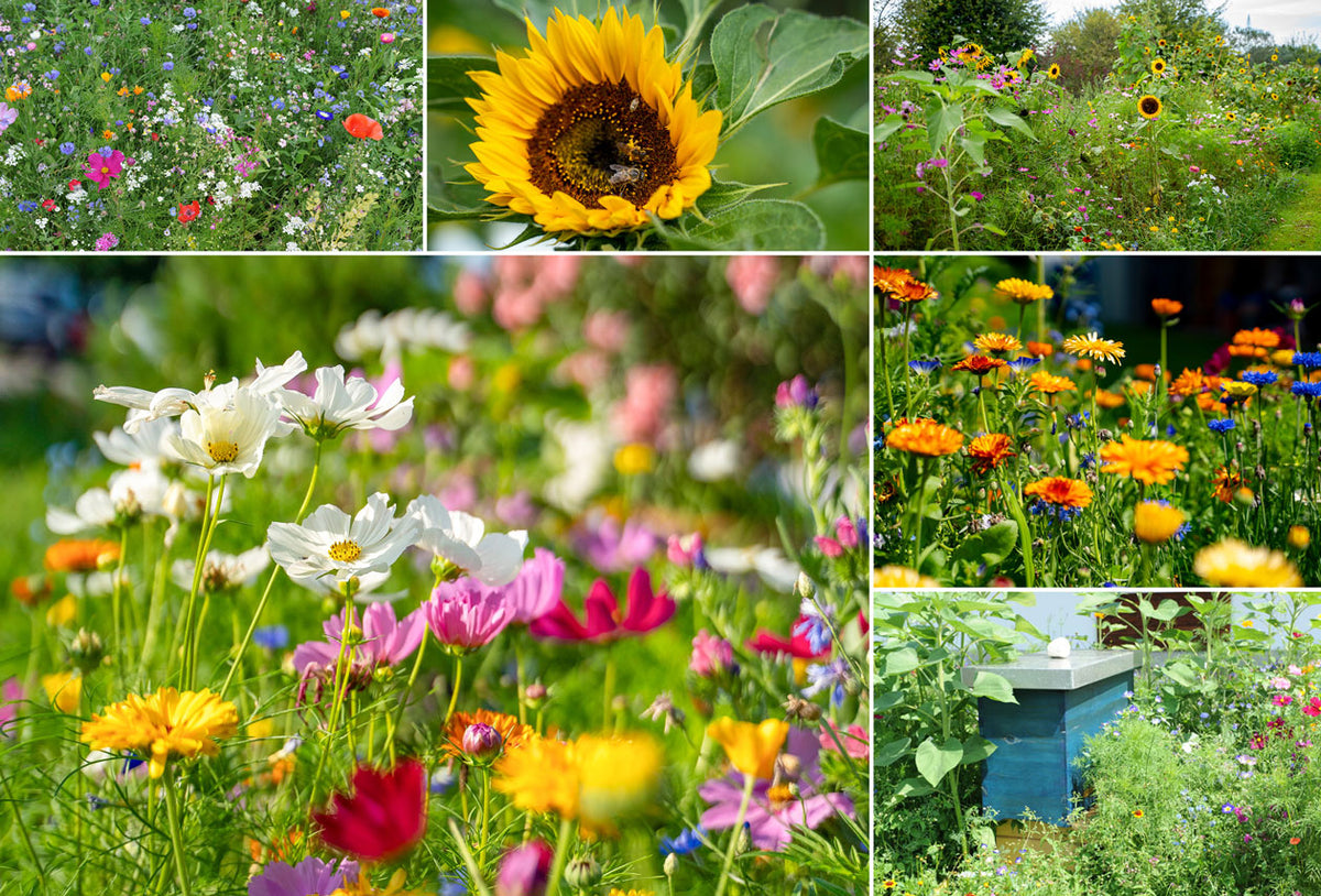 Blumensamen