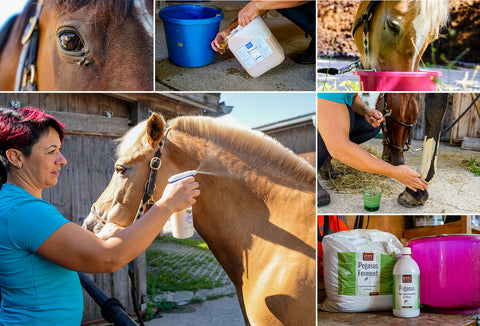 pferde pflege nachhaltig futtermittel nahrungsergänzung reinigung darm probleme