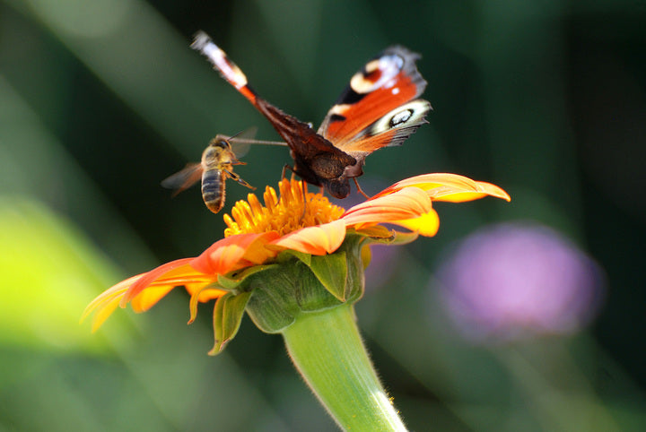 Bienen