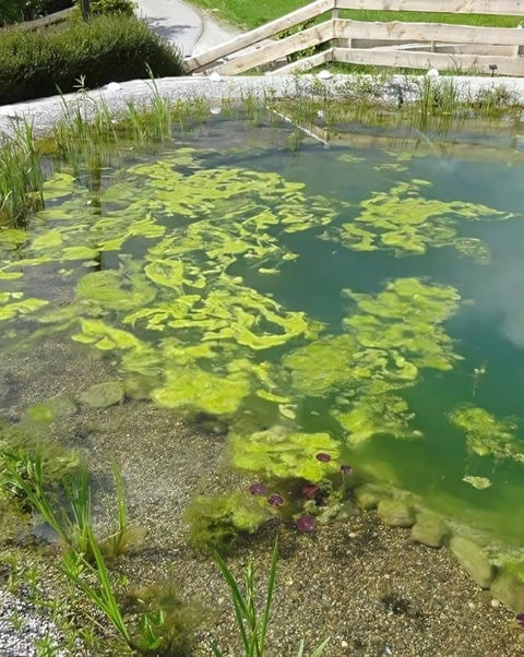 Algen im Teich vorbeugen mit effektiven mikroorganismen