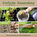 EM-aktiv als Tauchbad vor dem Einpflanzen. 
