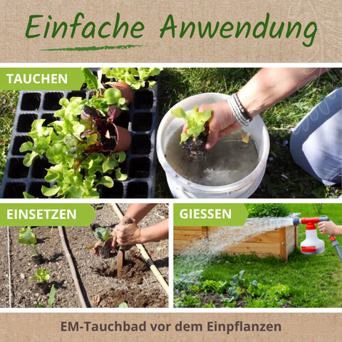 EM-aktiv als Tauchbad vor dem Einpflanzen. 