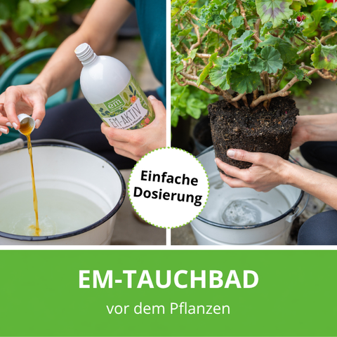 EM-aktiv als Tauchbad für Topfpflanzen.