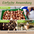 EM-aktiv zur Behandlung von Blumenzwiebeln.
