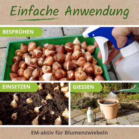 EM-aktiv zur Behandlung von Blumenzwiebeln.