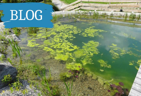 Algen im Teich Gewässer was tun Algenfrei Sanierung