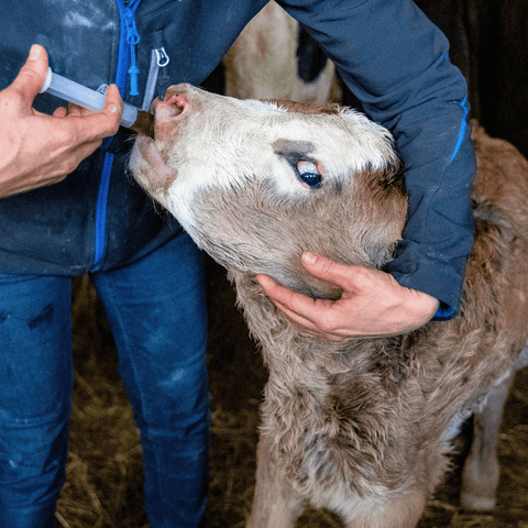 Kalb wird mit Spritze CFKE gefüttert
