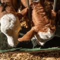 Kälber essen Futter mit Karbofit fein gemischt