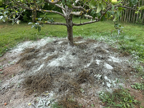 Mineralisierung im Herbst