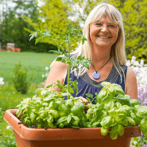 Agathe-Tomate wird draußen an Tomatenpflanzen in die Erde eingearbeitet.