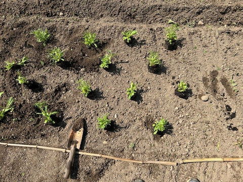 Anzuchtplatte - QuickPot 48er