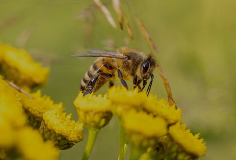 artgerechte bienenhaltung mit effektiven mikroorganismen nachhaltig bienen schutz