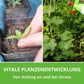 Vitale Pflanzenentwicklung von Anfang an und in Stressphasen