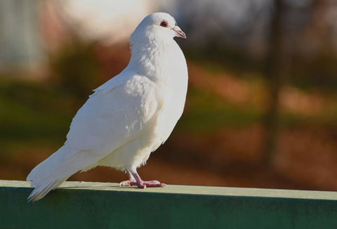 brieftauben ziervögel weniger gerüche staub vitale vögel nachhaltig