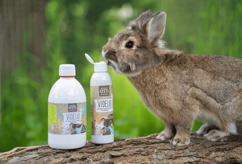 Hase mit Videlio von EM-Chiemgau