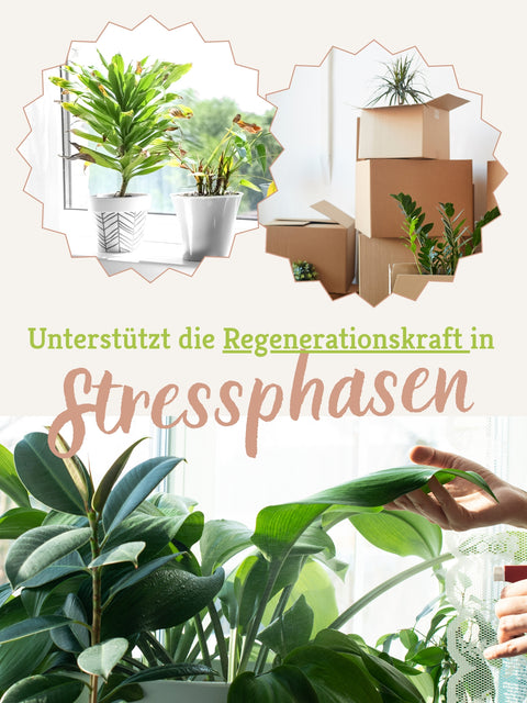 Lumis EM-Blattglanz Pflegespray