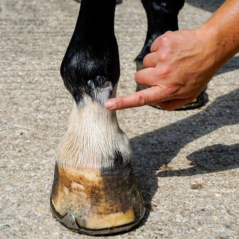 RoPro Pferdesalbe zur Haut- und Hufpflege Anwendungsbild