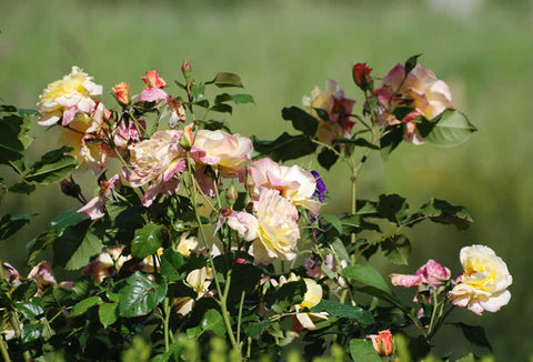Gesunde Rosen mit Biplantol Rosen NT